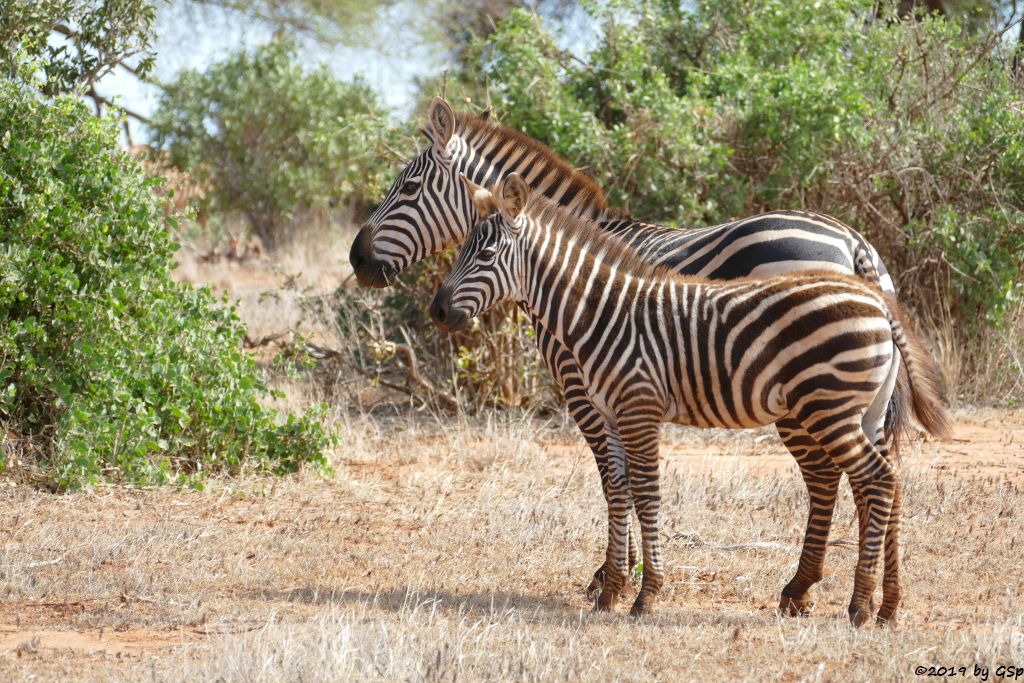 Böhm-Steppenzebra (Grant-Zebra)