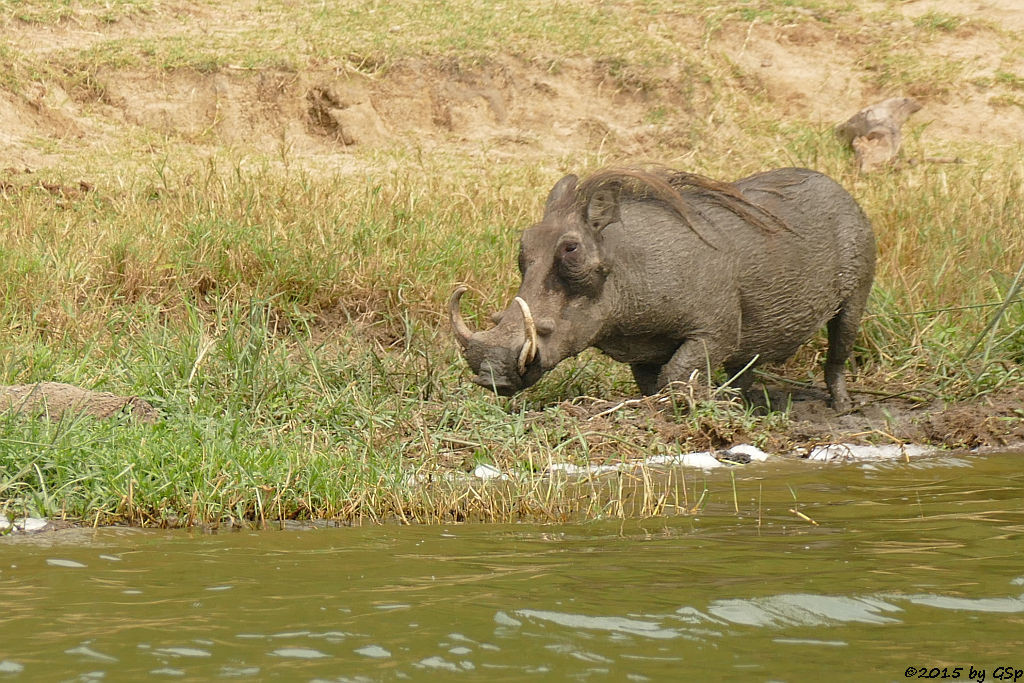 Warzenschwein (Warthog)