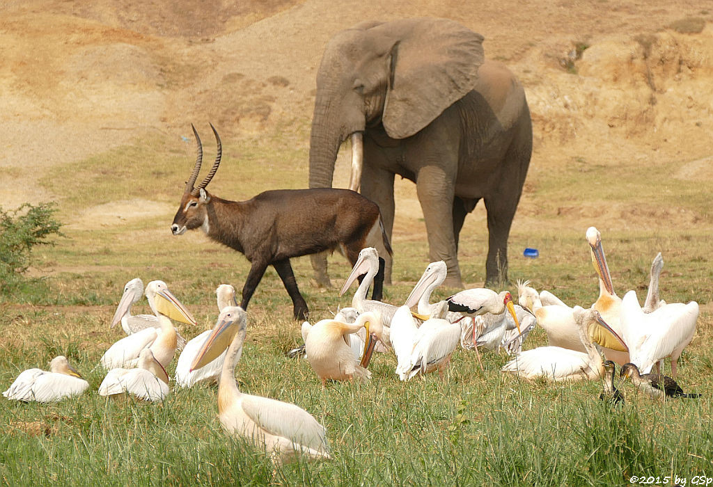 Rosapelikan, Defassa-Wasserbock, Afrikan.Elefant, Nimmersatt, Weißbauchkormoran (Great white Pelican, Waterbuck, African Elephant, Yellow-billed Stork, Greater (white-breasted) Cormorant)