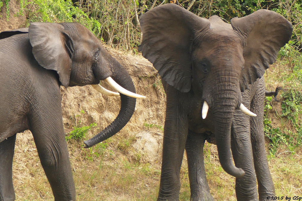 Afrikanischer Elefant (African Elephant)