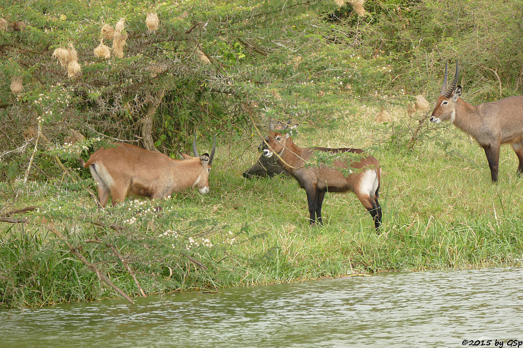 Defassa-Wasserbock, Anubis- (Grüner) Pavian (Waterbuck, Anubis Baboon/Olive Baboon)