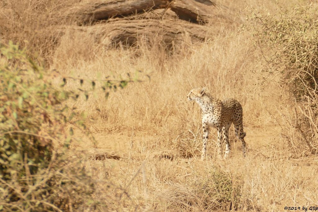 Ostafrikanischer Gepard