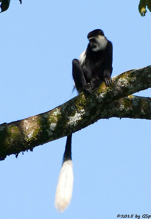  Mantelaffe, Guereza (Black-and-white Colobus)