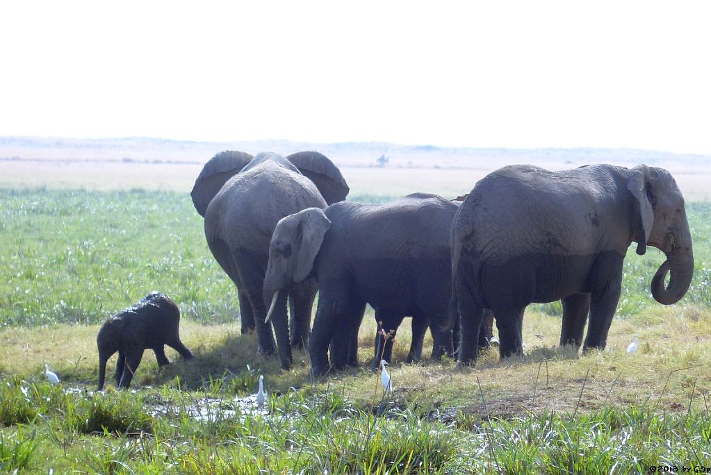 Elefant, Kuhreiher