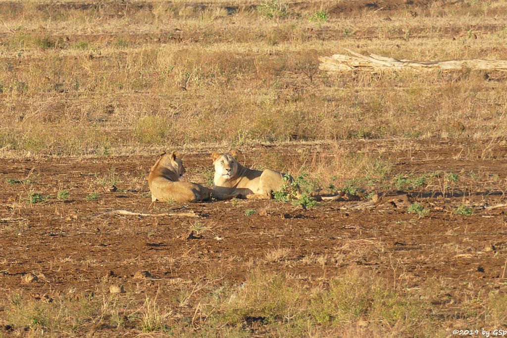 Massai-Löwe