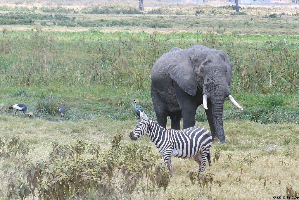 Kronenkranich, Böhm-Steppenzebra, Elefant