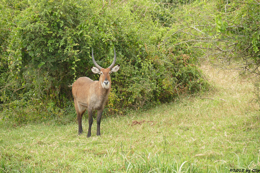 Defassa-Wasserbock (Waterbuck)