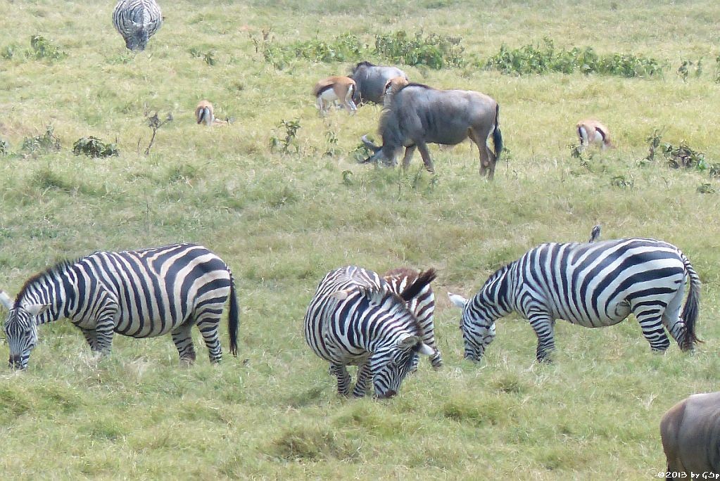 Böhm-Steppenzebra, Weipbartgnu, Grantgazelle