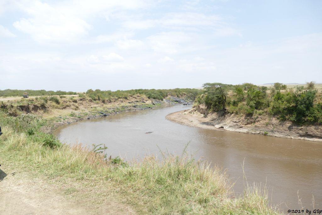 Flusspferd (Nilpferd) im Mara-River
