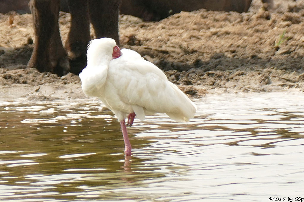 Afrikanischer Löffler (African Spoonbill)