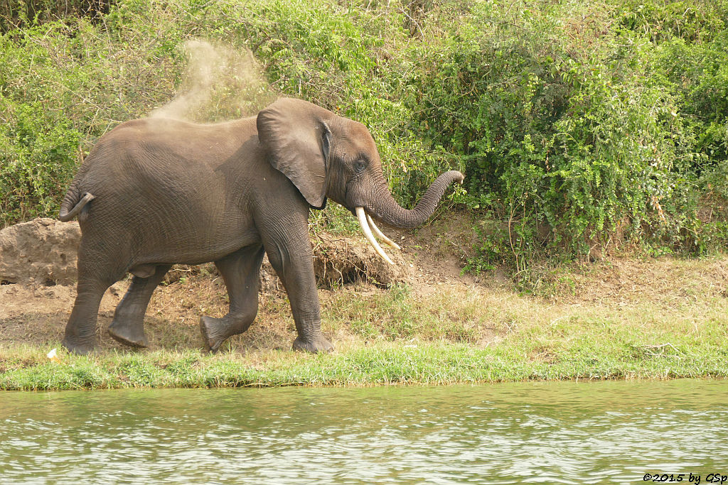 Afrikanischer Elefant (African Elephant)