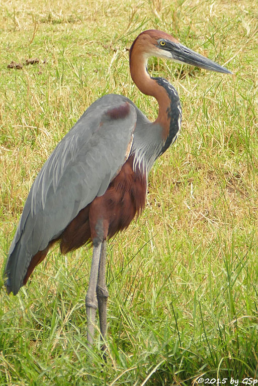 Goliathreiher (Goliath Heron)