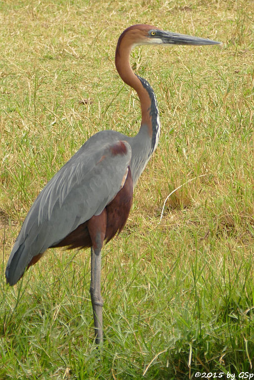 Goliathreiher (Goliath Heron)