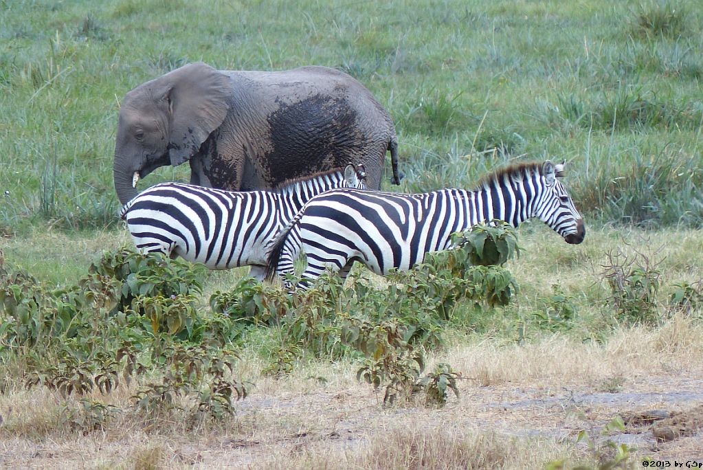 Böhm-Steppenzebra, Elefant