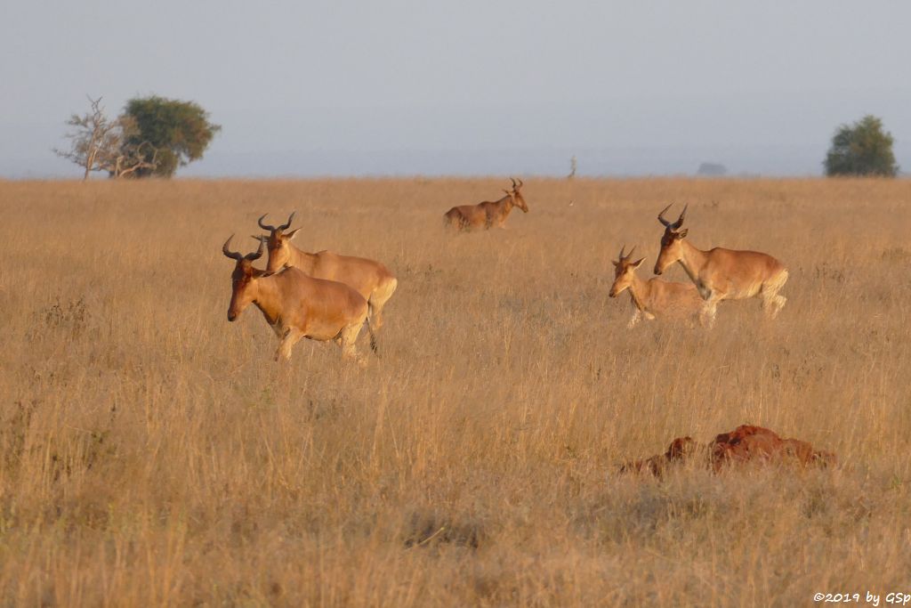 Lelwel-Kuhantilope (Lelwel-Hartebeest, Jacksons Kuhantilope)