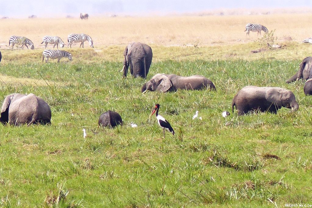 Elefant, Sattelstorch, Kuhreiher, Böhm-Steppenzebra