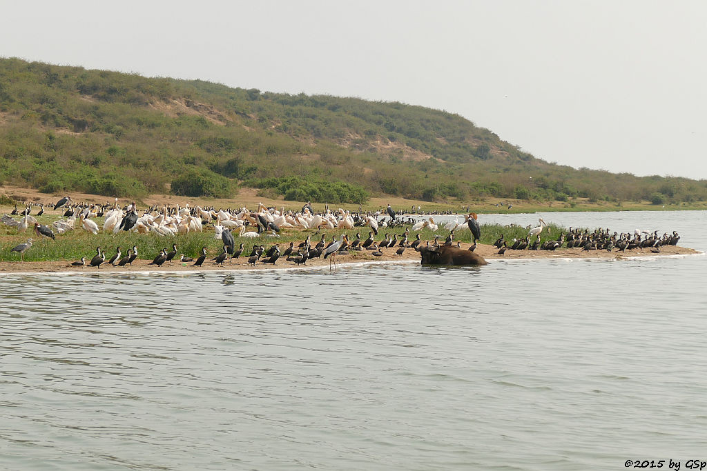 Graureiher, Weißbauchkormoran, Nimmersatt, Kaffernbüffel, Marabu, Rosapelikan ( Grey Heron, Greater (white-breasted) Cormorant, Yeloow-billed Stork, Buffalo, Yellow-billed Stork, Great white Pelican)