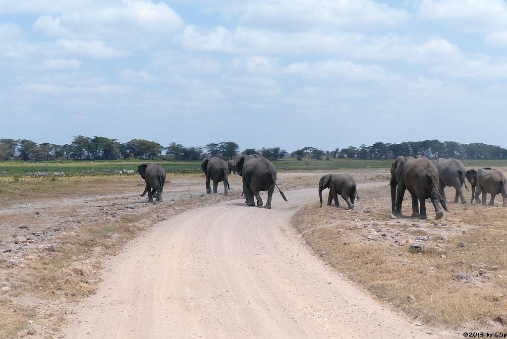 Elefant, Böhm-Steppenzebra