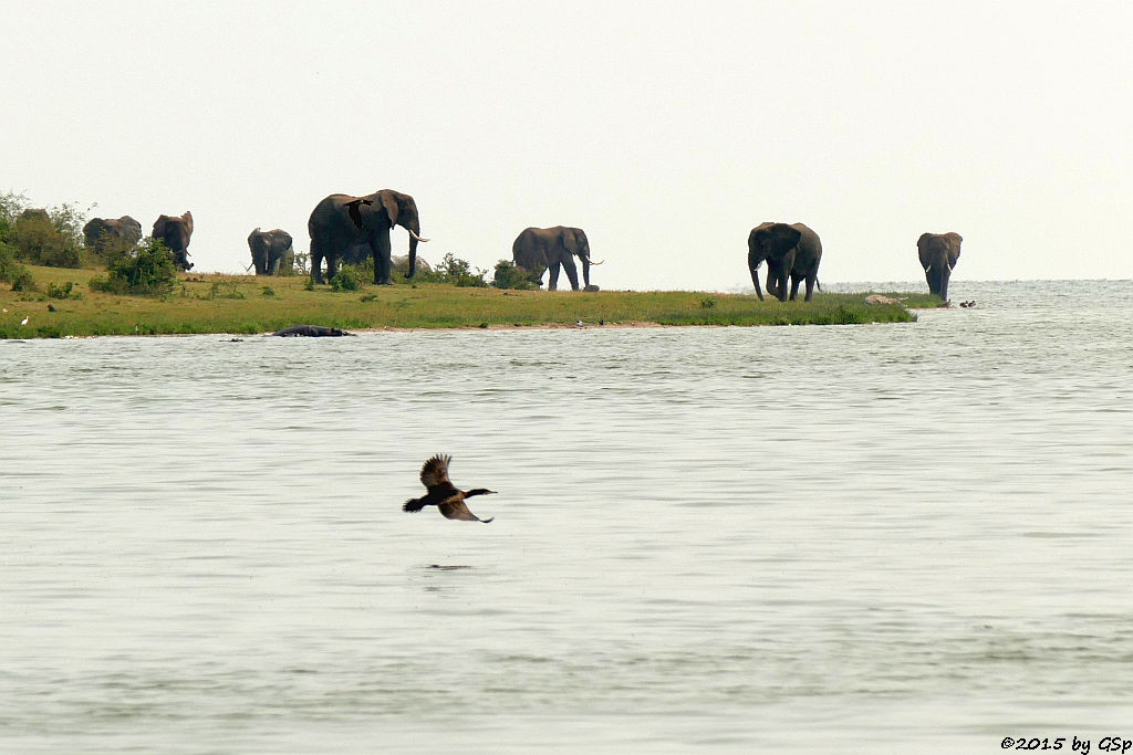 Afrikanischer Elefant, Weißbauchkormoran (African Elephant, Greater (white-breasted) Cormorant)