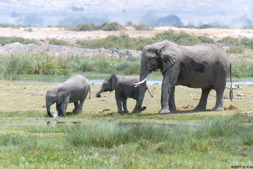 Elefant, Böhm-Steppenzebra