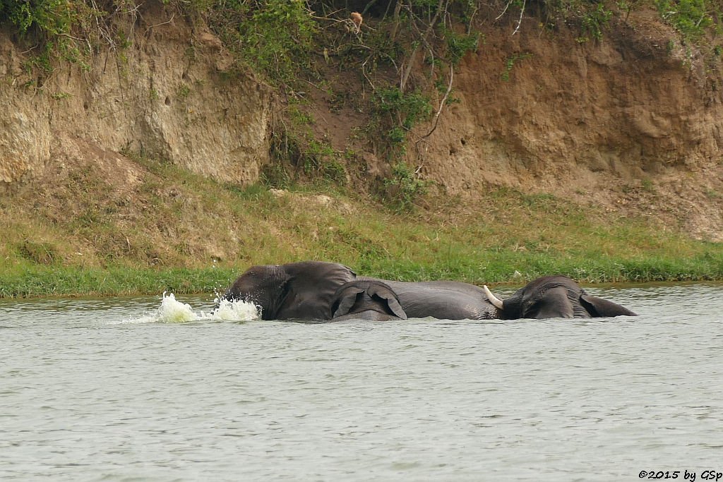 Afrikanischer Elefant (African Elephant)