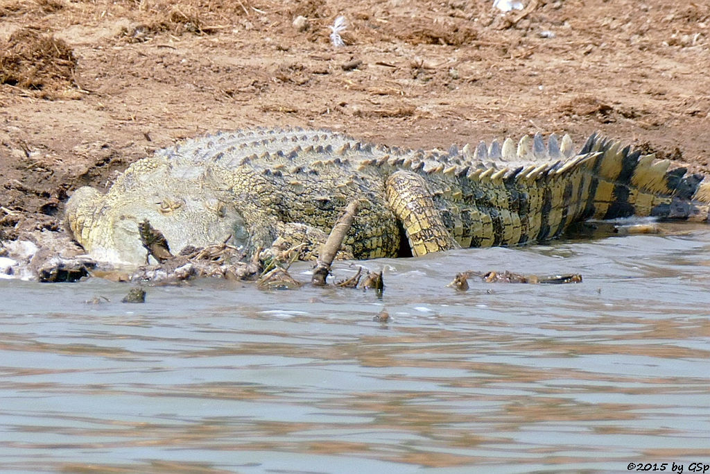 Nilkrokodil (Nile Crocodile)