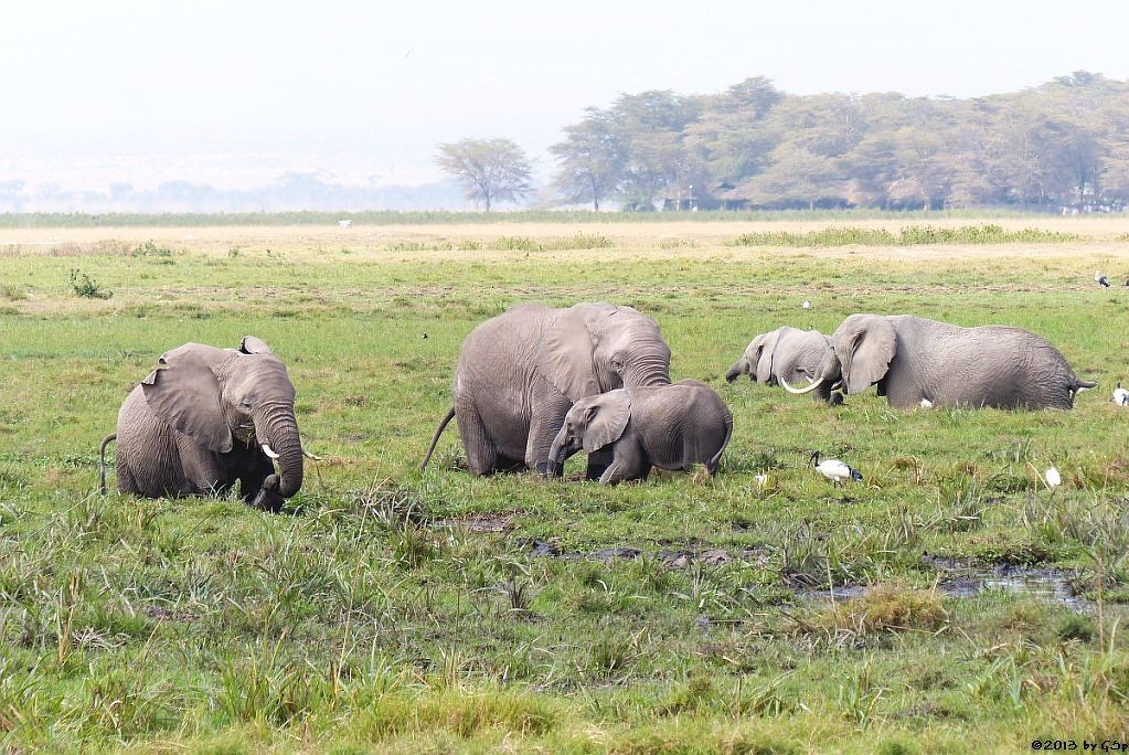 Elefant, Heiliger Ibis