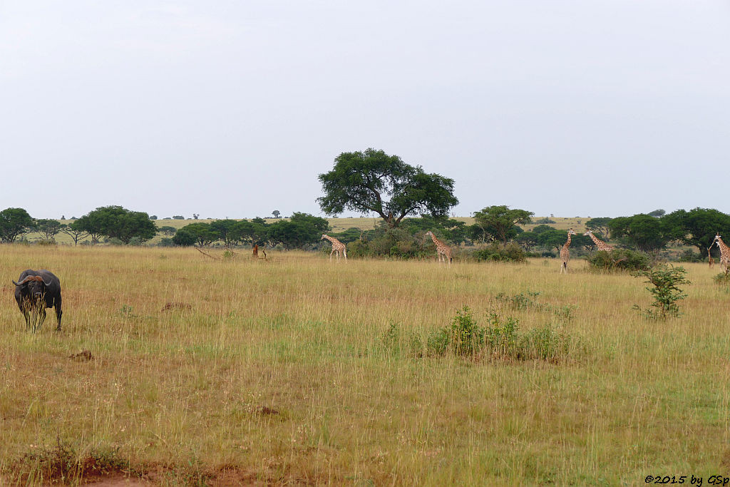 Kaffernbüffel, Rothschild-(Uganda-)Giraffe (Buffalo, Rothschild's Giraffe)