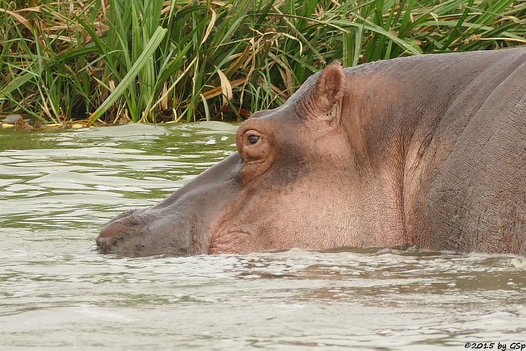 Flusspferd (Hippopotamus/Hippo)
