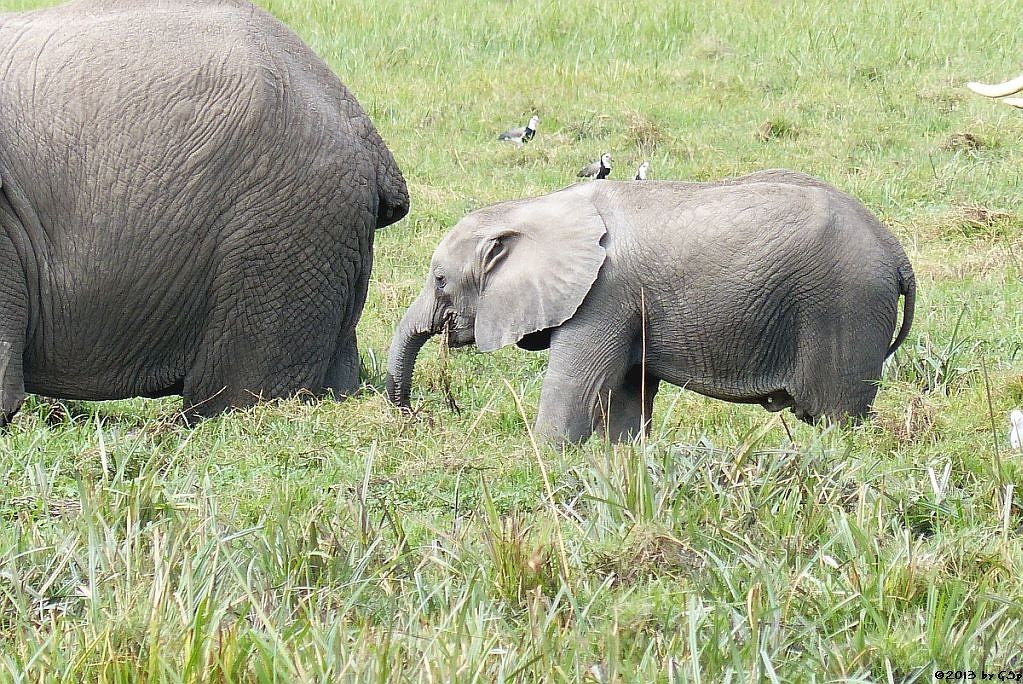 Elefant, Langzehenkiebitz