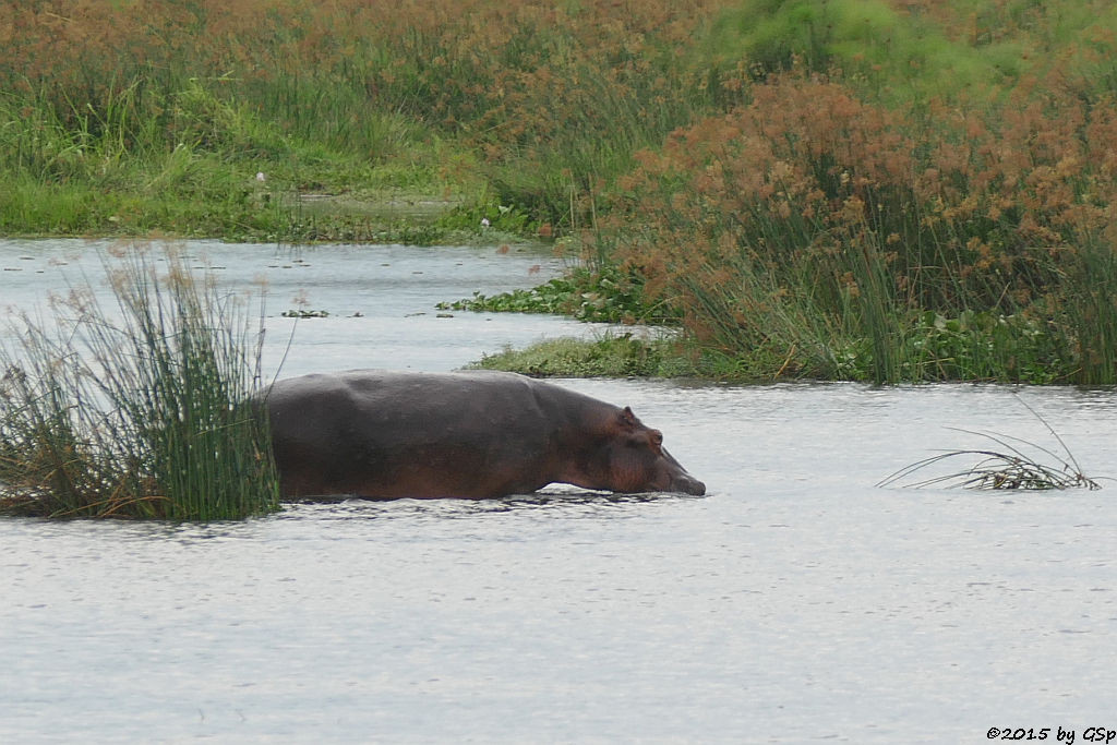 Nilpferd (Hippopotamus/Hippo)