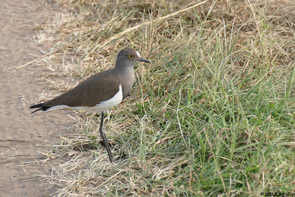 Schwarzflügelkiebitz (Black winged Plover)