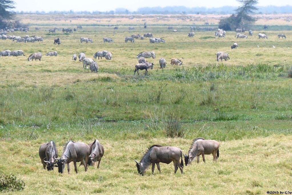 Weißbartgnu, Böhm-Steppenzebra