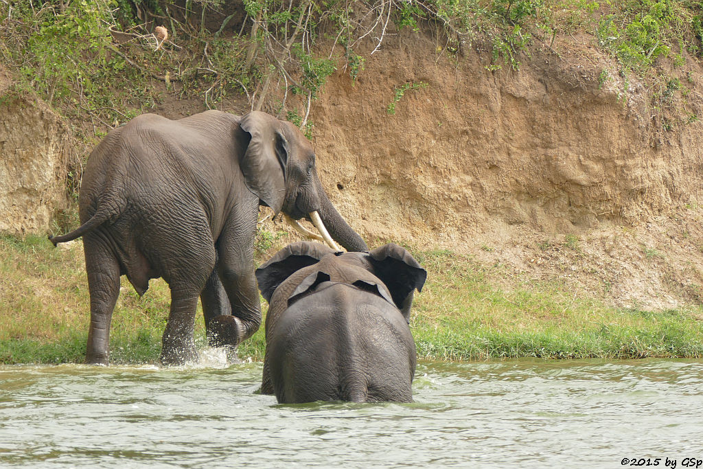 Afrikanischer Elefant (African Elephant)