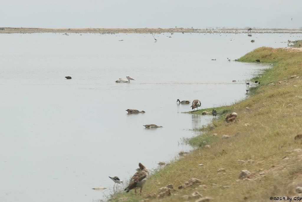 Stelzenläufer, Nilgans, Rötelpelikan (Rotrückenpelikan), Zwergflamingo