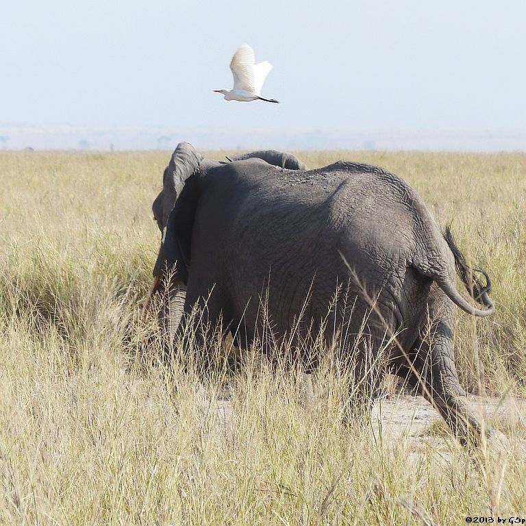 Elefant, Silberreiher