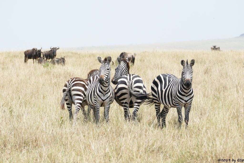 Weißbartgnu, Böhm-Steppenzebra (Grant-Zebra)