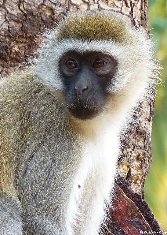 Grüne (Vervet-) Meerkatze