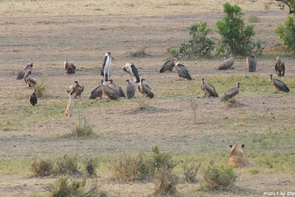 Massai-Löwe, Schabrackenschakal, Weißrückengeier, Marabu