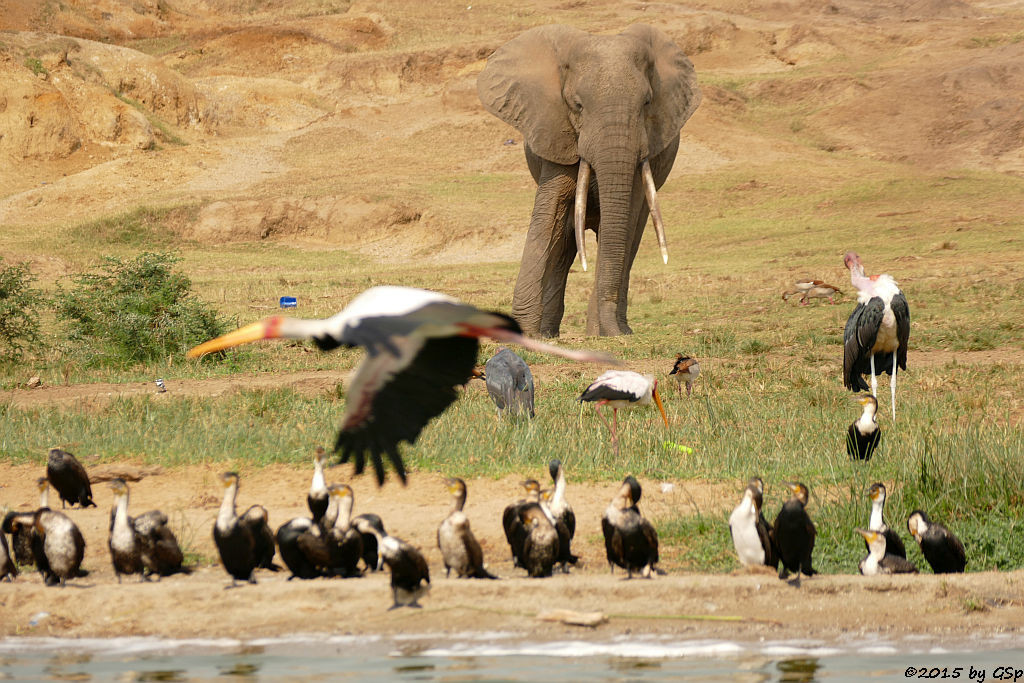 Weißbauchkormoran, Nimmersatt, Afrikanischer Elefant, Marabu (Greater (white -breasted) Cormorant, Yellow-billed Stork, African Elephant, Marabou Stork)