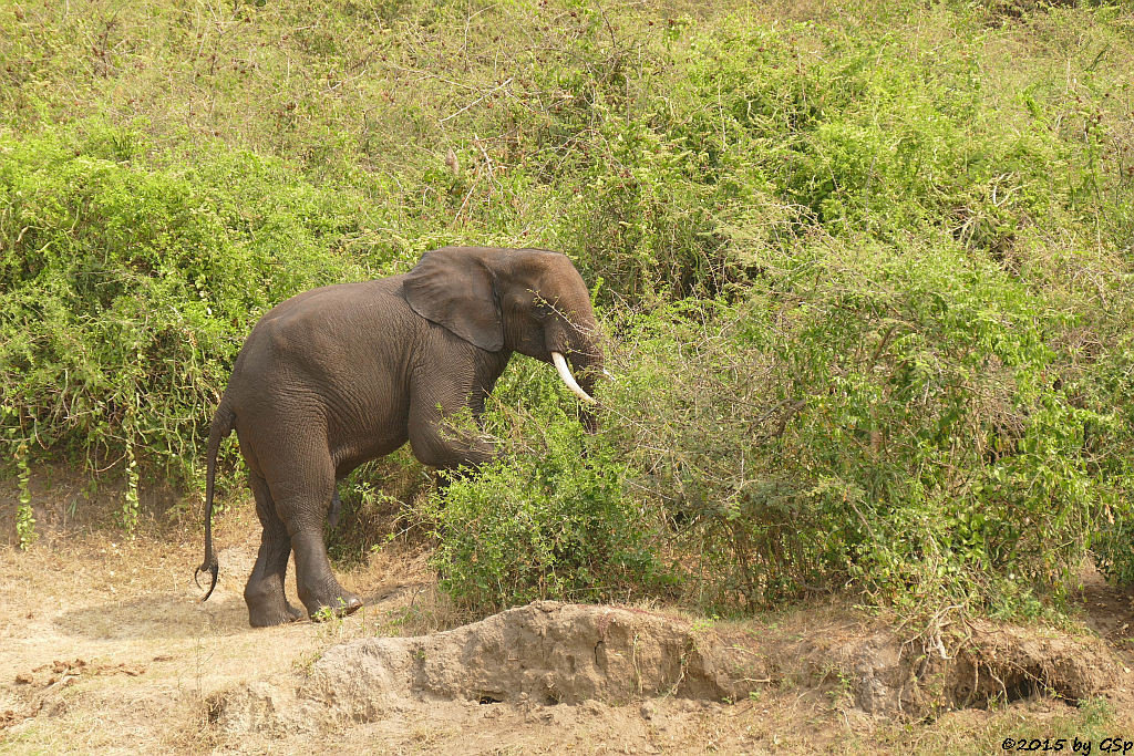 Afrikanischer Elefant (African Elephant)