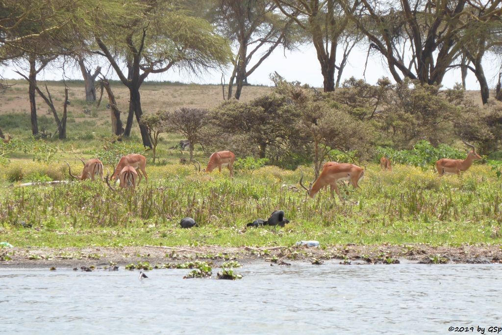 Gewöhnliche Impala (Schwarzfersenantilope)