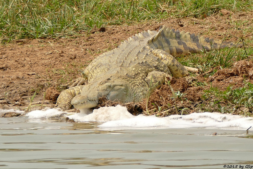 Nilkrokodil (Nile Crocodile)