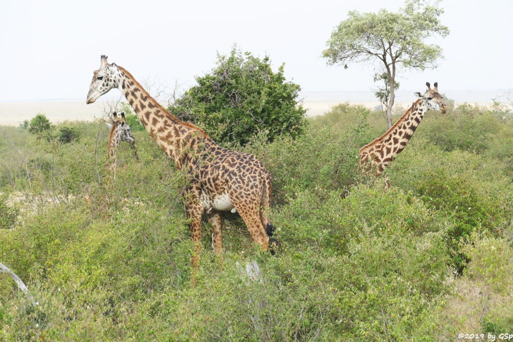 Massai-Giraffe