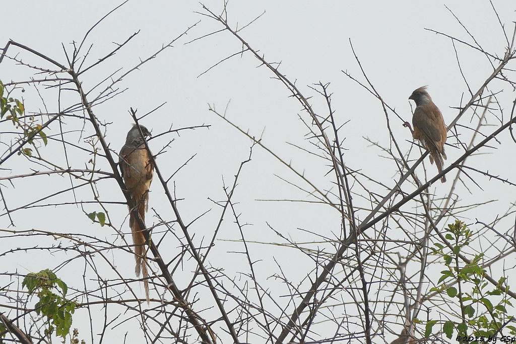 Layardbülbül, Ostafrik.Graubülbül (Common Bulbul)