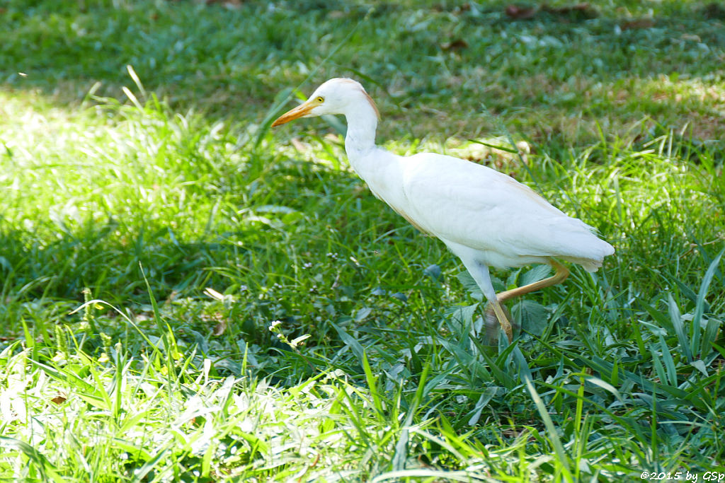  Kuhreiher (Cattle Ibis)