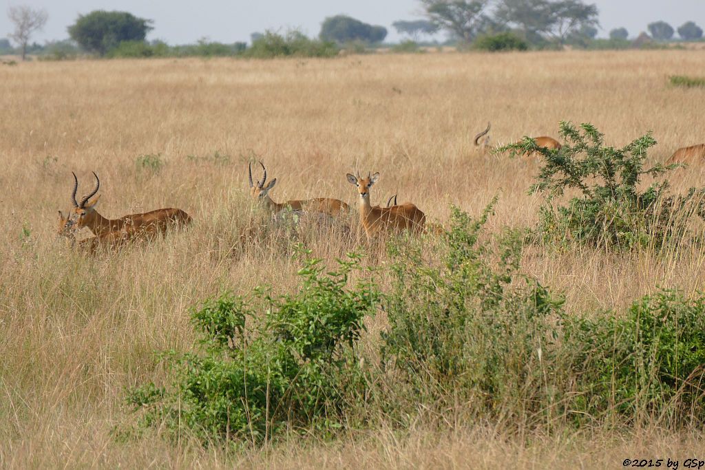 Uganda-Grasantilope/Thomas-Wasserbock (Ugandan kob)