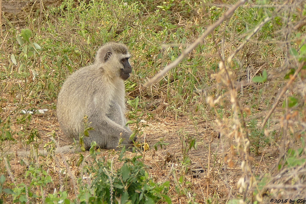 Grüne Meerkatze (Vervet-Monkey)