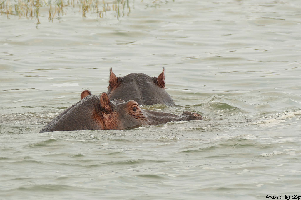 Flusspferd (Hippopotamus/Hippo)