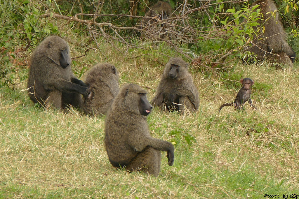 Anubis- (Grüner) Pavian (Anubis Baboon/Olive Baboon)